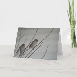Cartão Animal Bird Sparrow 1 Greeting Card
