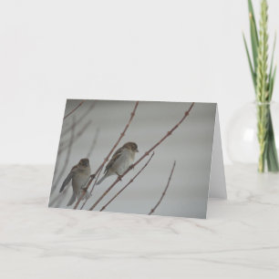 Cartão Animal Bird Sparrow 1 Greeting Card