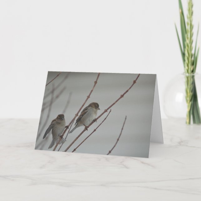 Cartão Animal Bird Sparrow 1 Greeting Card (Frente)