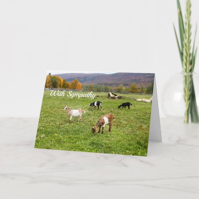 Cartão Animals Goats Pasture Vermont Photo Sympathy (Frente)