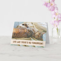 Aniversário da Filosofia de Gato Preguiçoso