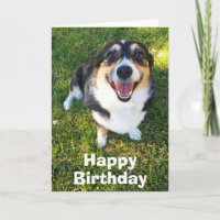 Aniversário de Corgi