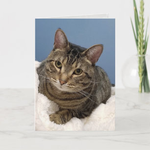 Cartão aniversário de gato