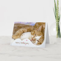 Aniversário de Tabby Cats