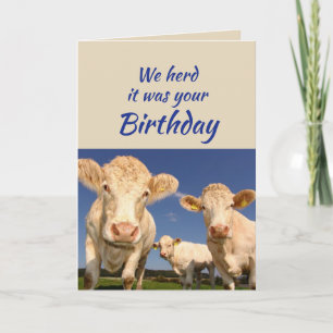 Cartão Aniversário Divertido Do Grupo Vaca Humor Animal
