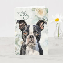 Aniversário do Cão Boston Terrier com Rosas Branca