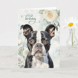 Cartão Aniversário do Cão Boston Terrier com Rosas Branca