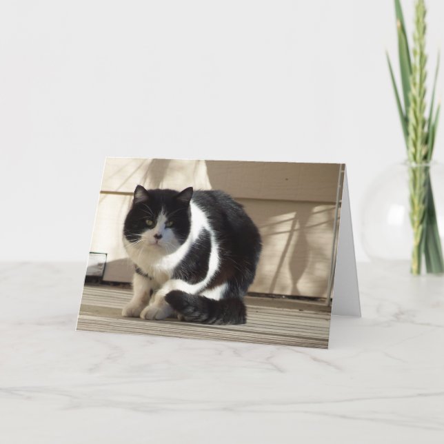 Cartão Aniversário, Gato Branco Negra (Frente)