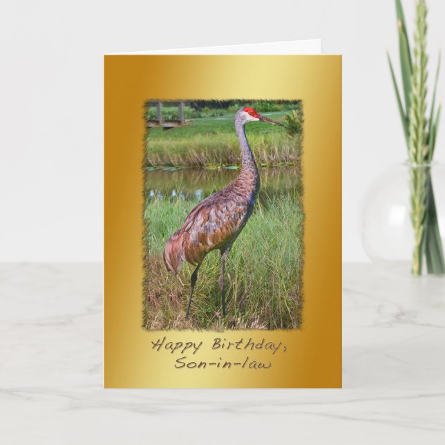 Cartão Aniversário, genro, Sandhill Crane Bird (Frente)