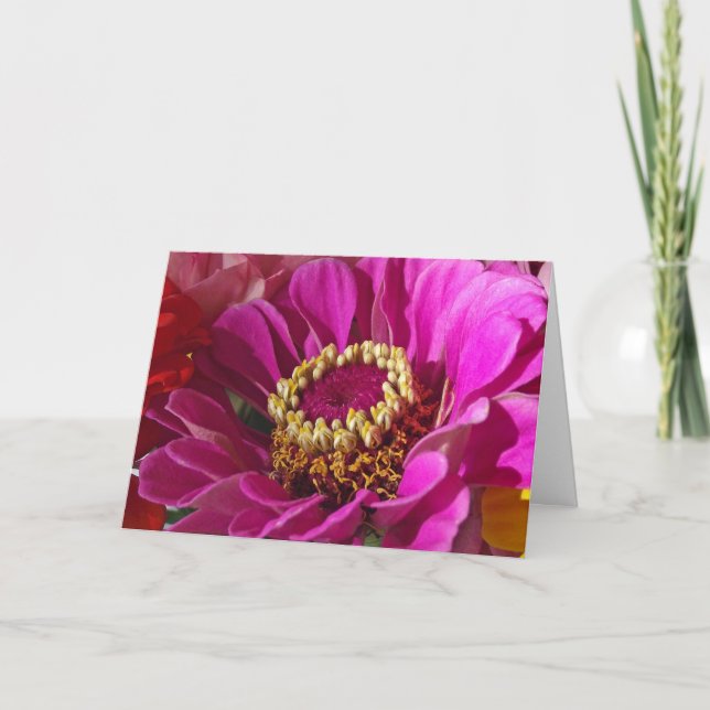 Cartão Aniversário para a mãe, Flor Rosa Zinnia (Frente)