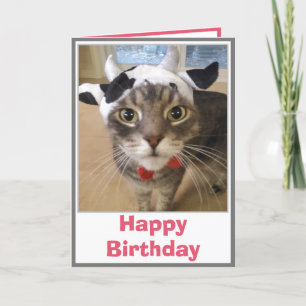 Cartão Aniversário Piada de Vaca de Gato Engraçado