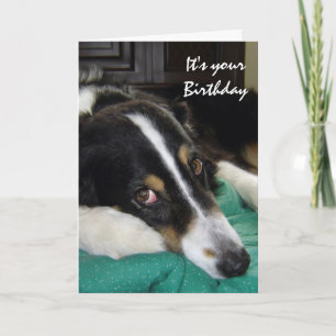Cartão Aniversário Velhice Não Feliz, Humor com Cachorro