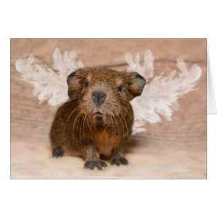 Cartão Anjo da cobaia