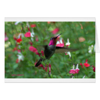 Cartão Anna's Jewel