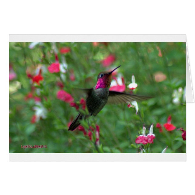 Cartão Anna's Jewel (Frente horizontal)