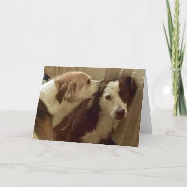 Cartão Anniversary card, 2 dogs cuddling (Frente)