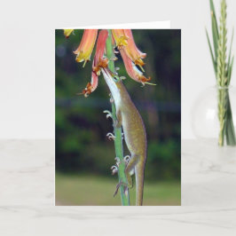 Cartão Anole drinking Nectar from Orange Flowers