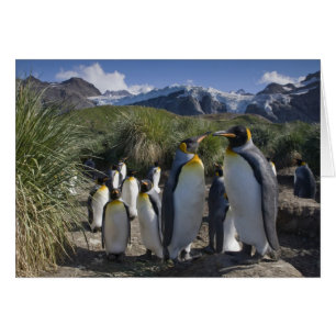 Cartão Antártica, Ilhas do Sul da Geórgia (Reino Unido),