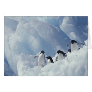 Cartão Antártica. Pinguins addeliados