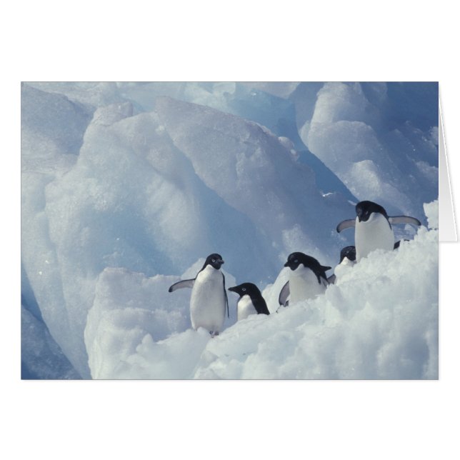 Cartão Antártica. Pinguins addeliados (Frente Horizontal)