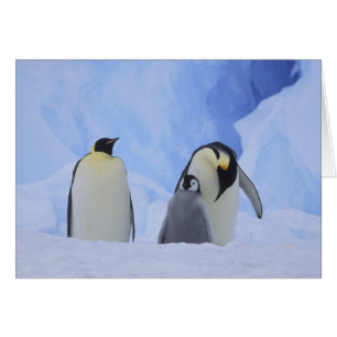 Cartão Antártica. Pinguins imperadores e pintinhos