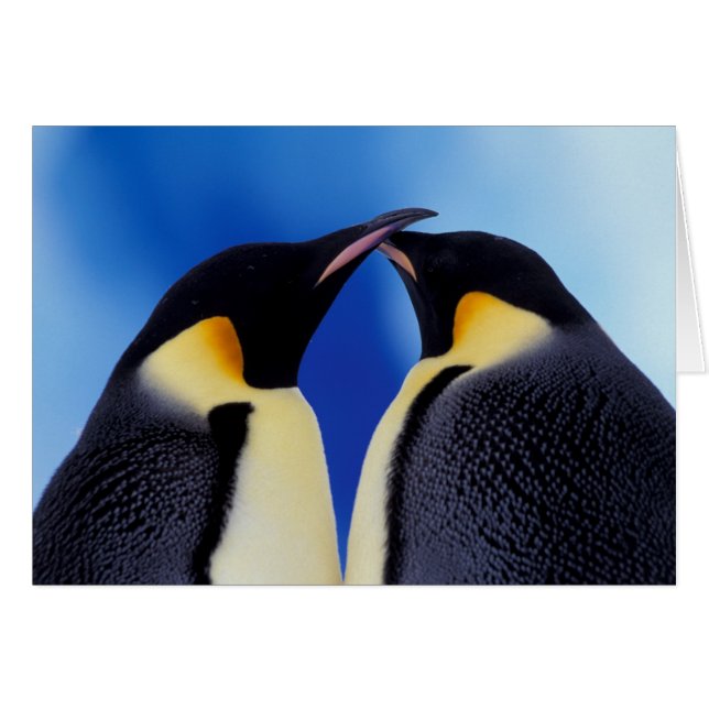 Cartão Antártida, Pinguins Imperadores (Frente Horizontal)