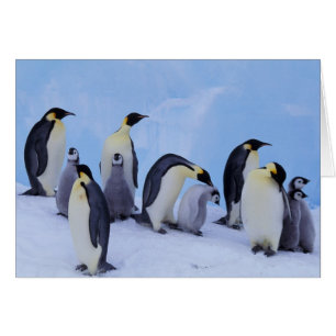 Cartão Antártida, Pinguins Imperadores