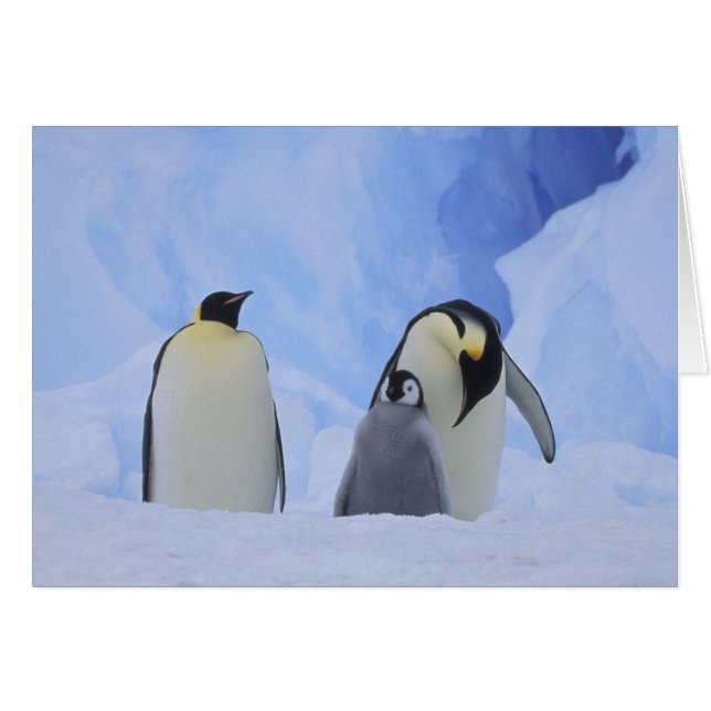Cartão Antártida. Pinguins-imperadores e filhote (Frente Horizontal)