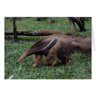Cartão Antena gigante (Myrmecophaga tridactyla)