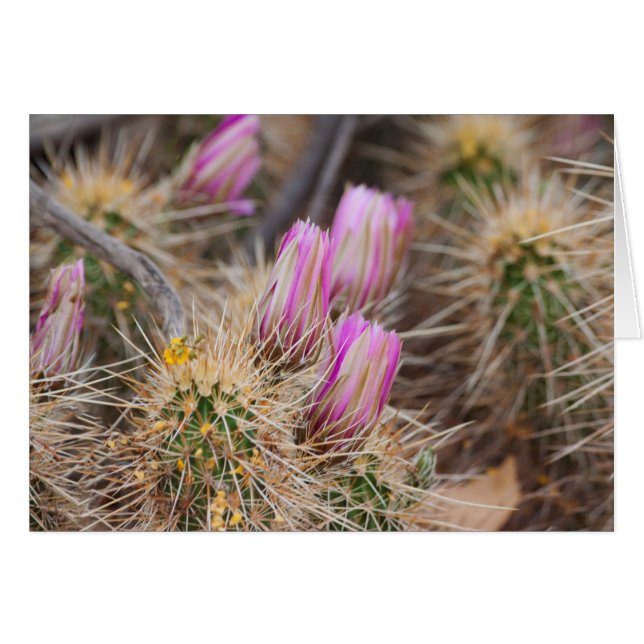 Cartão Antes que floresça (Frente Horizontal)