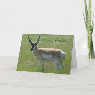 Cartão Antílope A36 Pronghorn Grande Buck