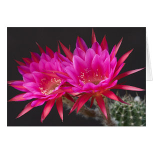 Cartão Antimatéria vezes dois