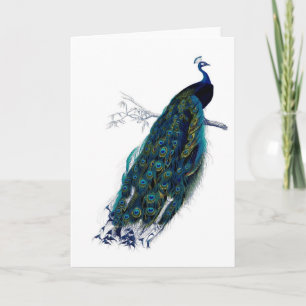 Cartão Antique Natural History Print Peacock
