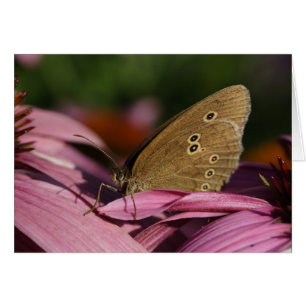 Cartão Antopus hiperantus