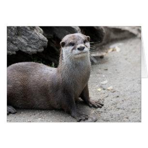 Cartão Aonyx cinerea