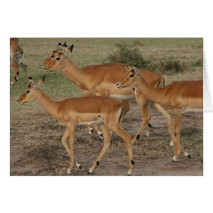 Cartão aparência de gazela
