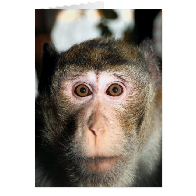 Cartão Ape da Floresta Tropical Ameaçada (Frente)