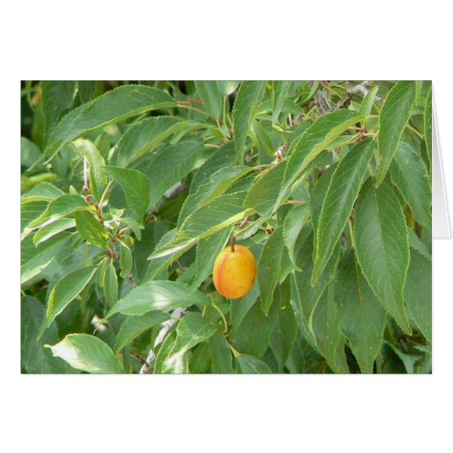 Cartão Apenas Peachy (Frente Horizontal)