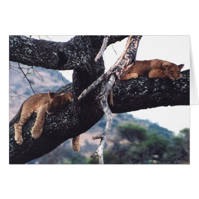 Cartão "Apenas pendurando para fora " (Frente Horizontal)