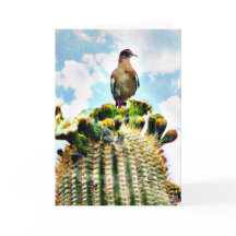 Apenas sitting em um saguaro