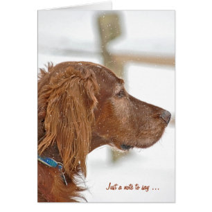 Cartão Apenas uma nota sobre o Irish Setter