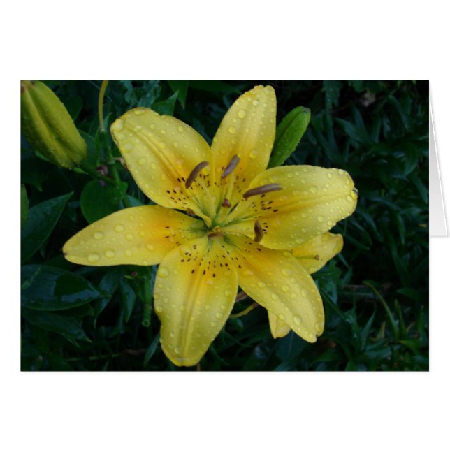 Cartão Após A Chuva (Frente Horizontal)