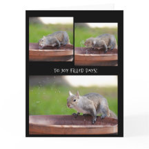 Aposentadoria de Esquilo Engraçado do grupo