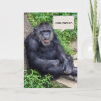 Aposentadoria feliz do chimpanzé