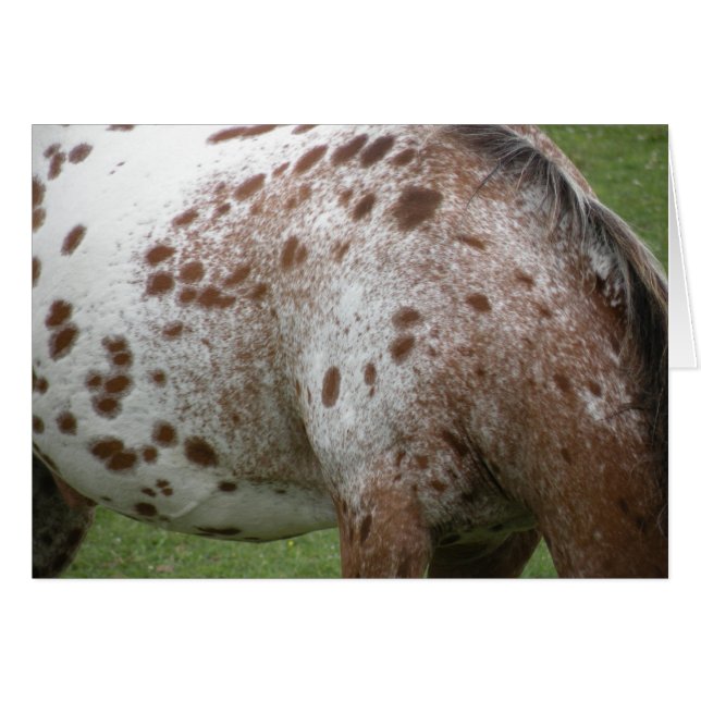 Cartão Appaloosa (Frente Horizontal)