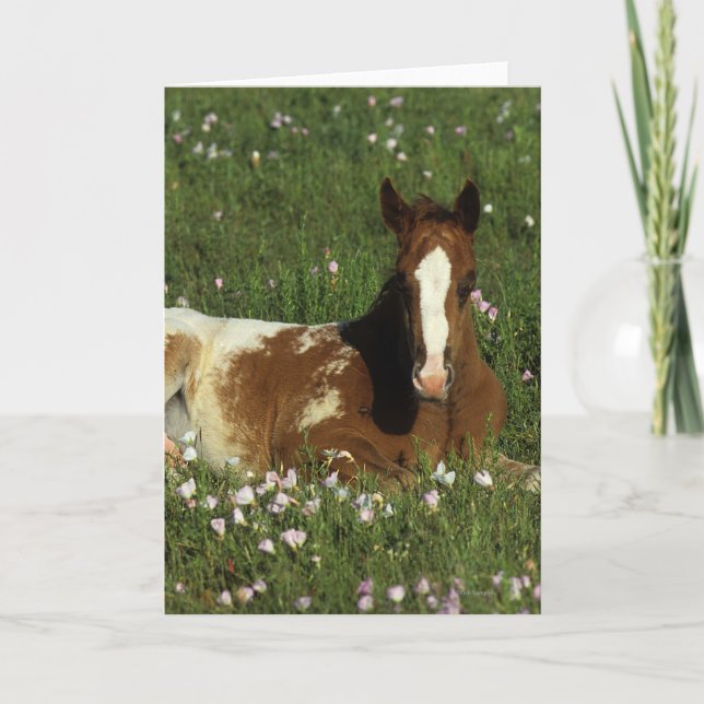 Cartão Appaloosa Foal Laying Down in Flowers (Frente)