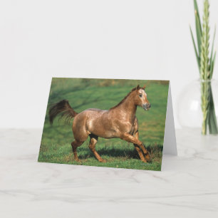 Cartão Appaloosa Horse Running in Grassy Field