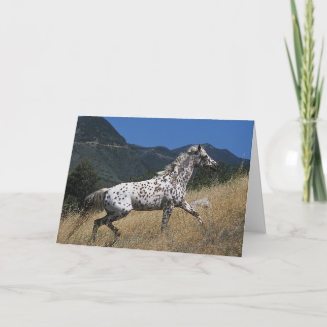 Cartão Appaloosa Horse Running up Mountain (Frente)