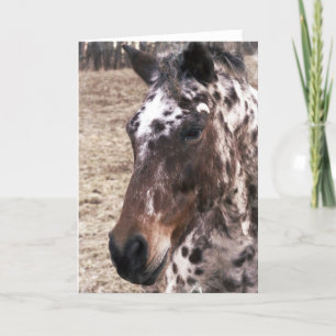 Cartão Appaloosa Stallions Greeting Card
