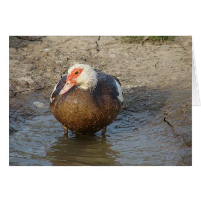 Cartão Apple the Muscovy Hen (Frente Horizontal)